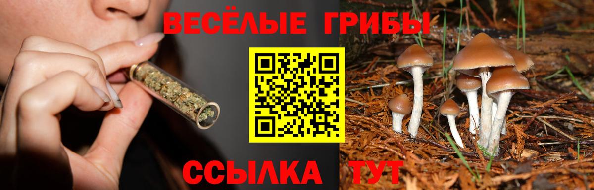 Галлюциногенные грибы Psilocybine cubensis Октябрьский